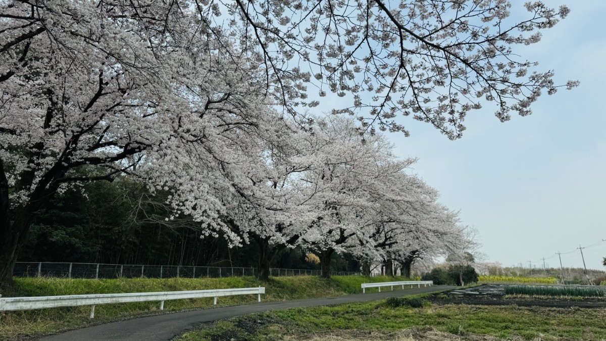 近所の桜並木